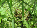 SX15221 Marsh Frog (Rana ridibunda) covered with duckweed (Pelophylax ridibundus) by ditch.jpg